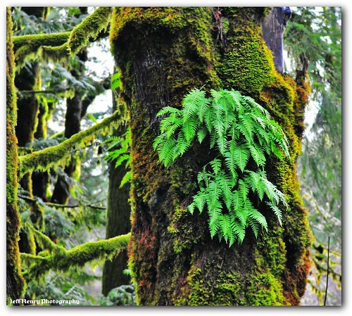 Ferns Growing off Moss on Tree by Gr8ful Dad