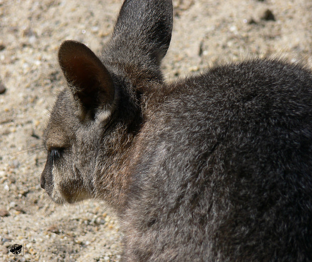 Derby kenguru - Tammar wallaby