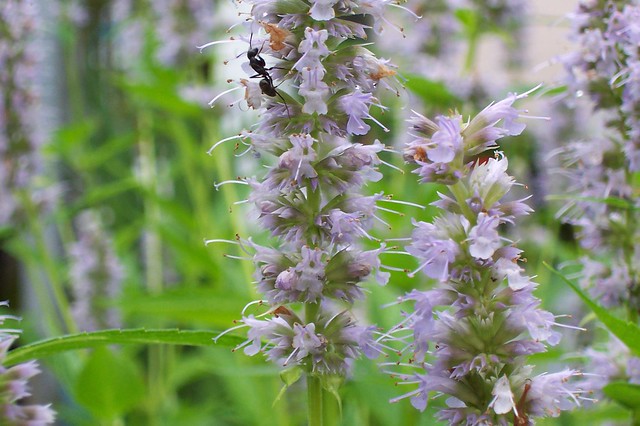 ant on anise hyssop