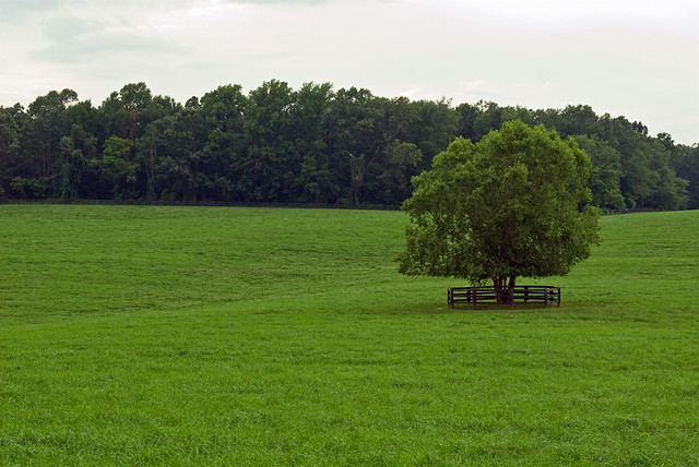 pennsylvania lone tree