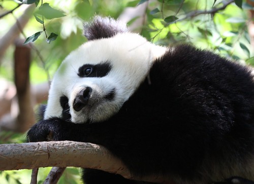 Panda Daydream by San Diego Shooter
