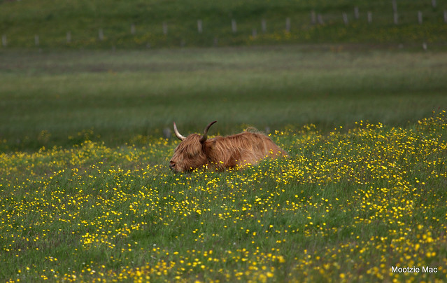 Buttercups and the Highland Cow