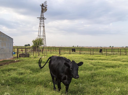 oklahoma windmill cow farm pasture