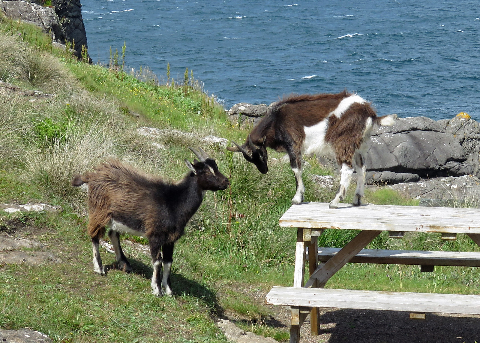 Feral Goat - Capra hircus