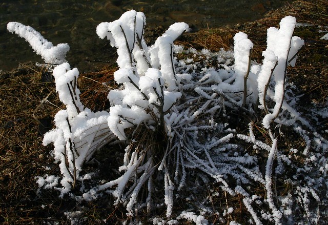 Hoar frost next to a very hot lake
