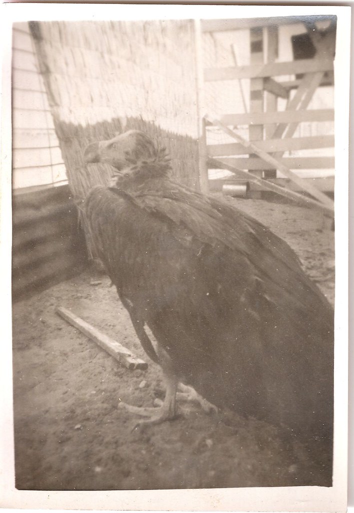 Lappet-faced vulture (Torgos tracheliotus)...immature...around 1950.