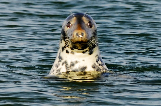 Gray Seal off Chatham, Cape Cod