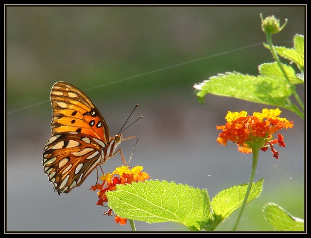 The Way of the Butterfly -:- Vlinder -:- Papillon -:- Farfalla -:- бабочка -:- Kelebek -:- Borboleta -:- Basisrecheneinheit -:- Mariposa -:- πεταλούδα -:- 蝶 -:- 蝴蝶