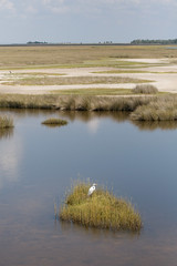 Egret, St Marks National Wildlife Reserve
