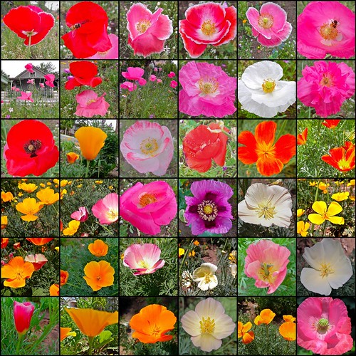 Mosaic: Set: Papaveraceae Family by MidiMacMan