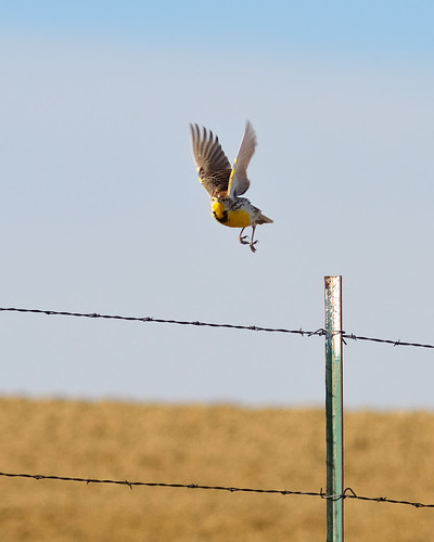 bird birds animal nikon colorado fort wildlife birding flight fortcollins western barbedwire co openspace collins ornithology avian bif songbird meadowlark d300 icteridae passeriformes westernmeadowlark sturnellaneglecta clff fossilcreekreservoir