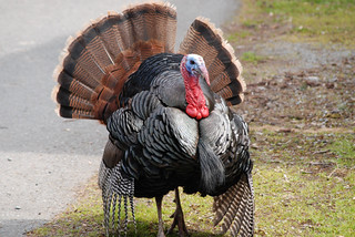 Wild Turkey strut
