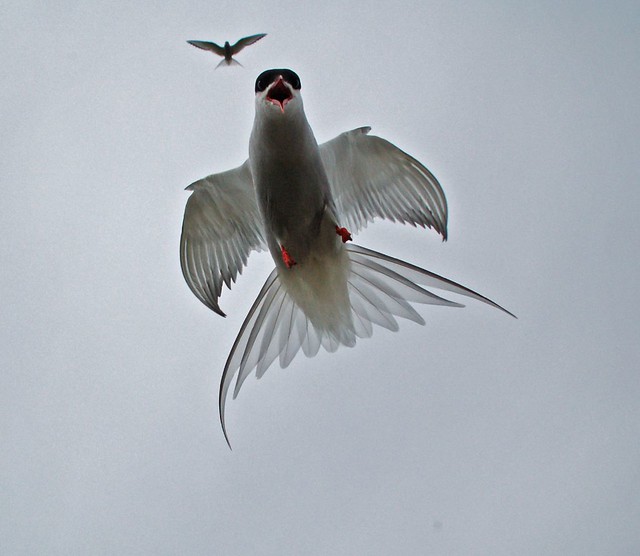 Arctic tern attacking, Isle of May