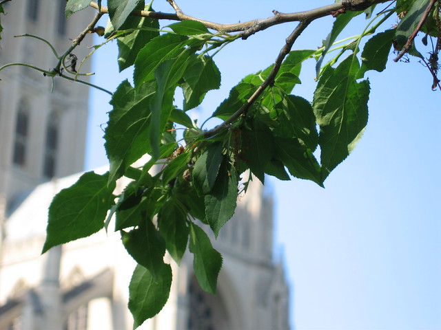 leaves, National Cathedral