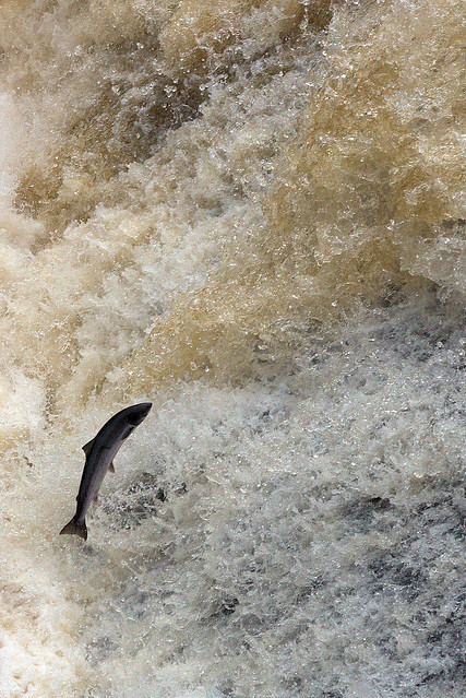 Salmon leaping at Bridge of Feugh, Scotland