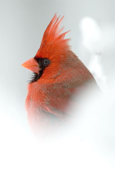 Cardinal male snow