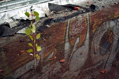 A tree growing in a tar roof