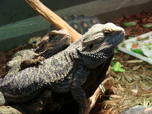 Two of a Kind - Bearded Dragon