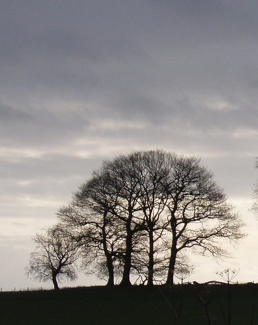Oaks in a Yorkshire winter