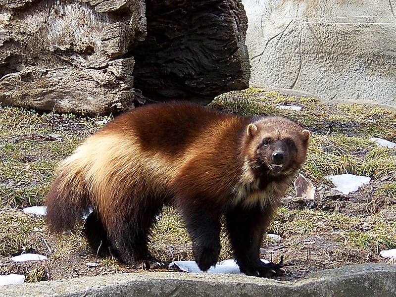 Michigan's Mascot | A wolverine at the Detroit Zoo. Besides … | Flickr