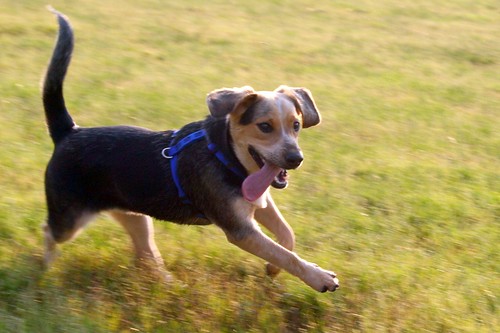 Dog | My friends cute dog named daisy, running energetically… | Flickr