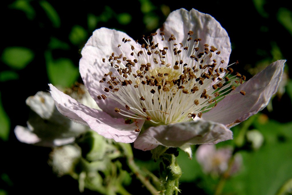 fleur de ronce / blackberry flower by OliBac