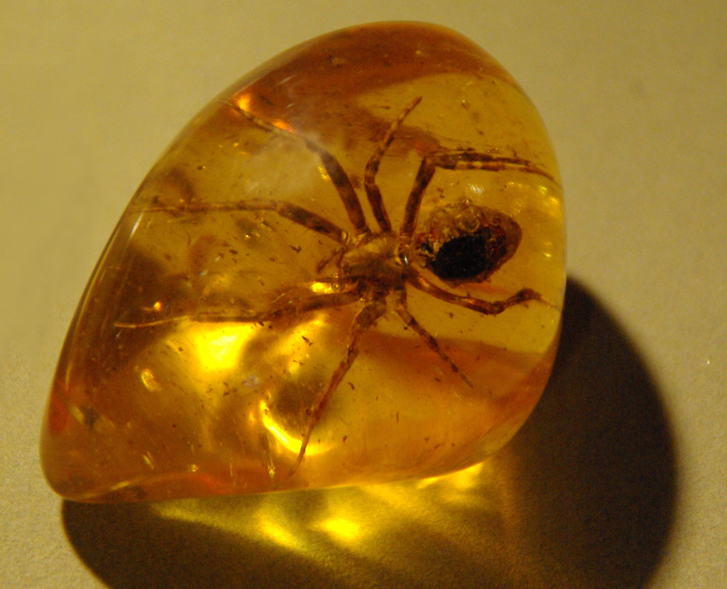 Afbeeldingsresultaat voor amber fossil