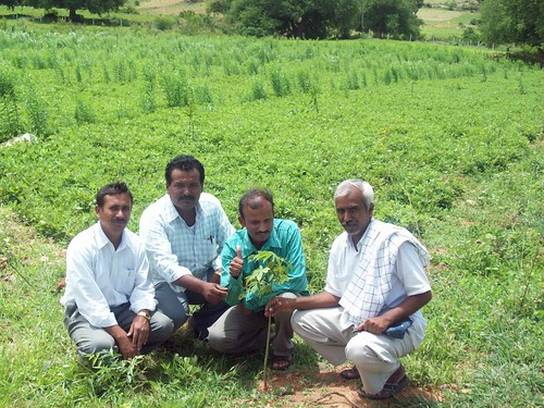 india agroforestry treesftf greentreefoundation