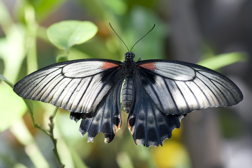 Unidentified Butterfly @ Carleton