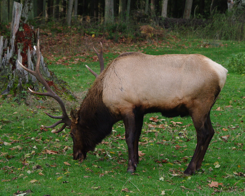 Elk Washington
