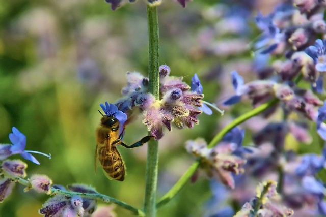 Thirsty Bee on Purple Flower