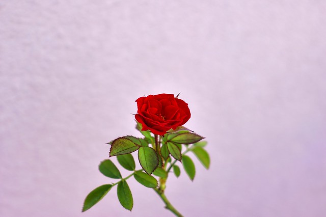 Una piccola rosa
