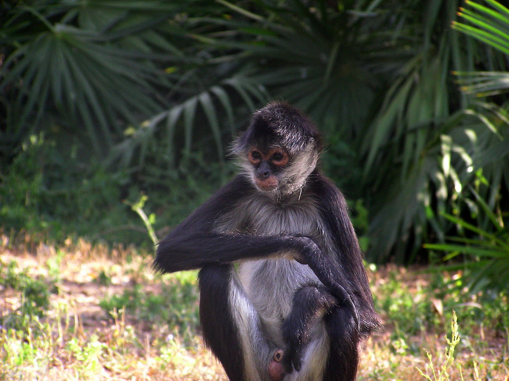 Ateles geoffroyi yucatanensis - Geoffroy's Spider Monkey or Black-hand...