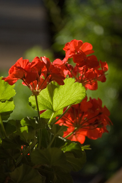 Backlit Geraniums in the morning sun