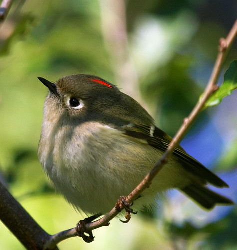 Ruby-crowned Kinglet | by cometoseemerganser