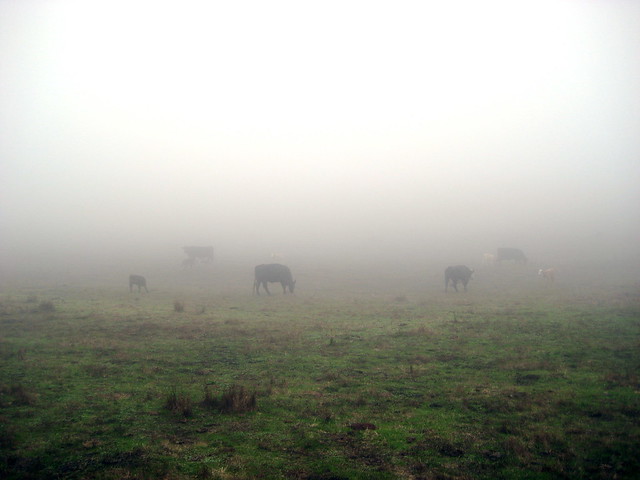 Cows in the fog #5
