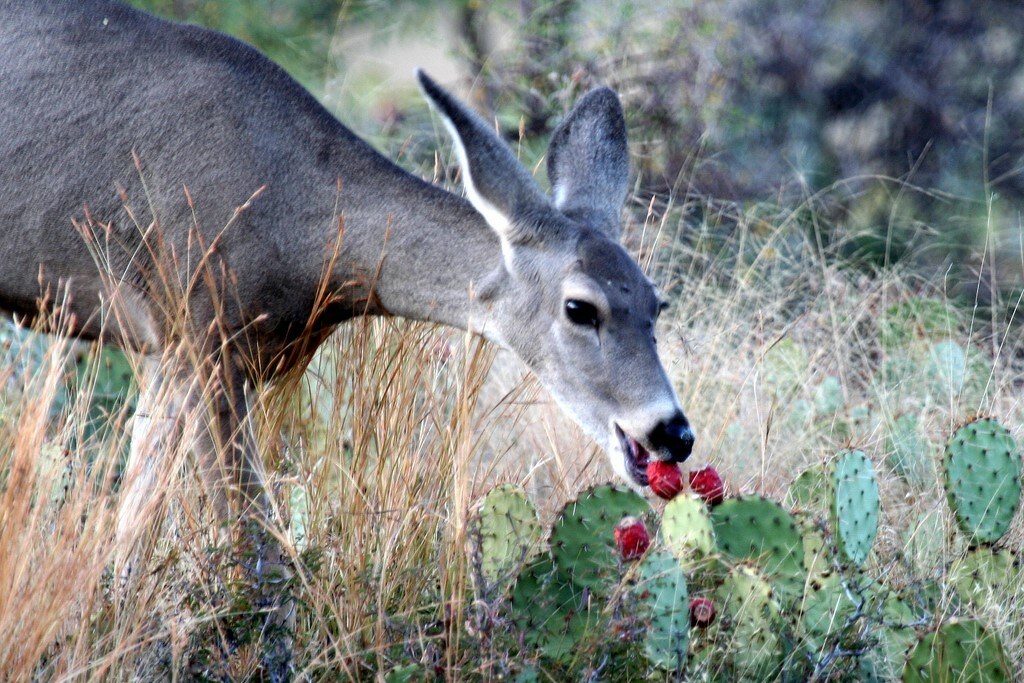 Do Deer Eat Pears 