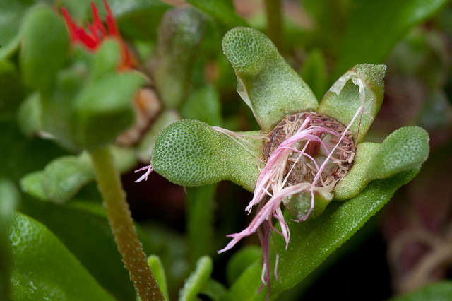 Mesembryanthemum sp. (Aizoaceae)