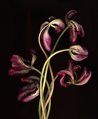 Faded Glory | by Dean Sauskojus