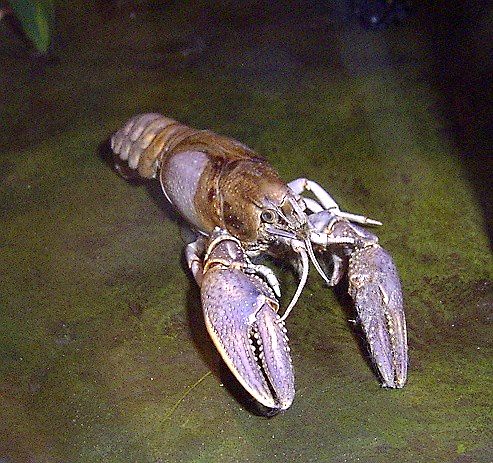 Burrowing Crayfish | by DianesDigitals