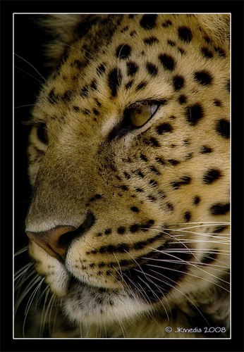 Portrait of an Amur Leopard by JKmedia