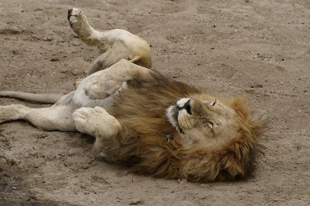 Lazy lions | Lisa de Vreede | Flickr