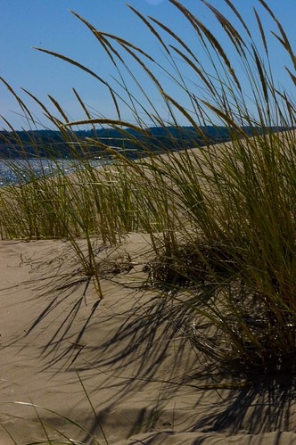 sand dunes grasses | by armychefwife