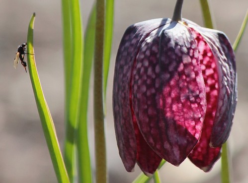 To the right: a Snakeshead Lily (Fritillaria meleagris) by Sanunas