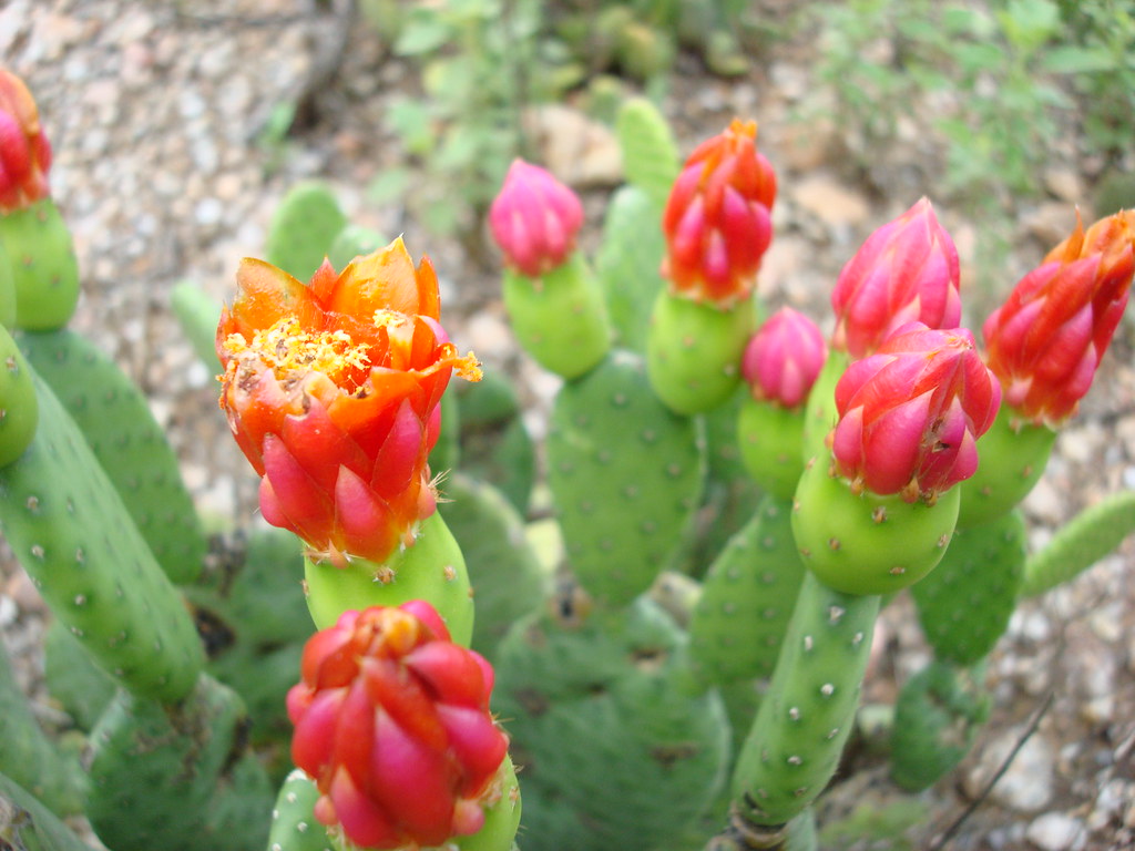 Flor de Cacto | Pequeno cacto da região do Cariri. Nordeste … | Flickr