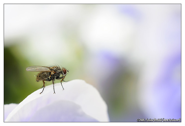 Mouche / Fly