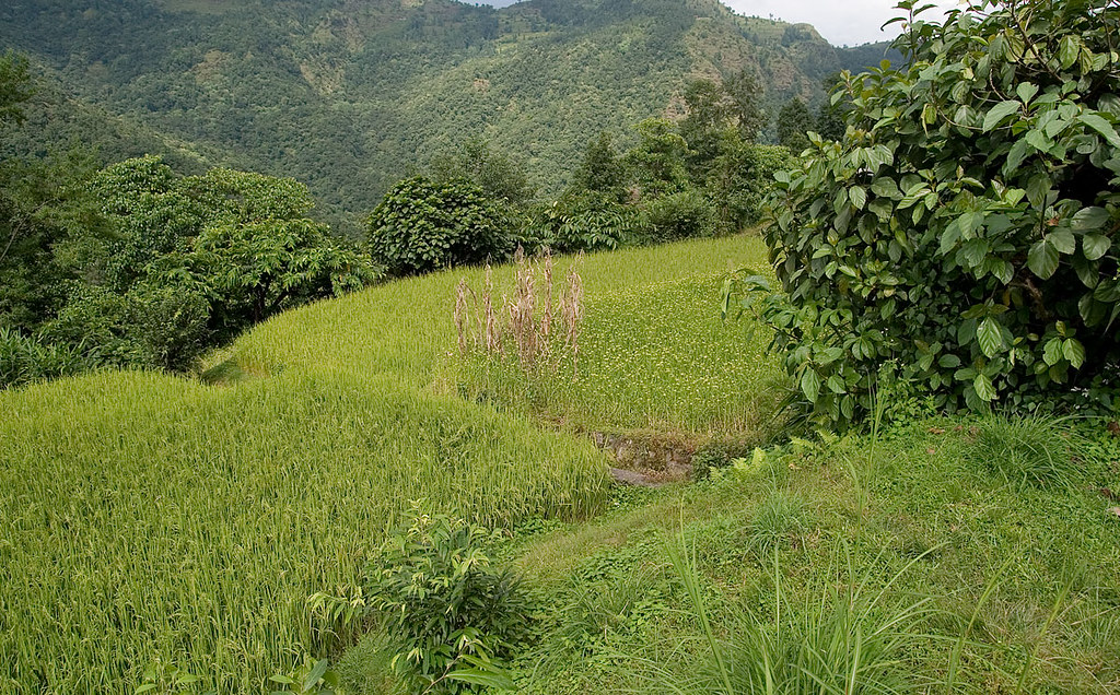 Forest Fodder Agroforestry | A diversity of fodder trees are planted aroun… | Flickr