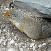 Flickr photo 'Columbian ground squirrel  - Spermophilus columbianus' by: sternacaspia24.
