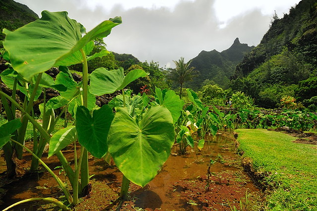 Taro, Mountains, The Hallmarks of Hawaii (DSG_3416)