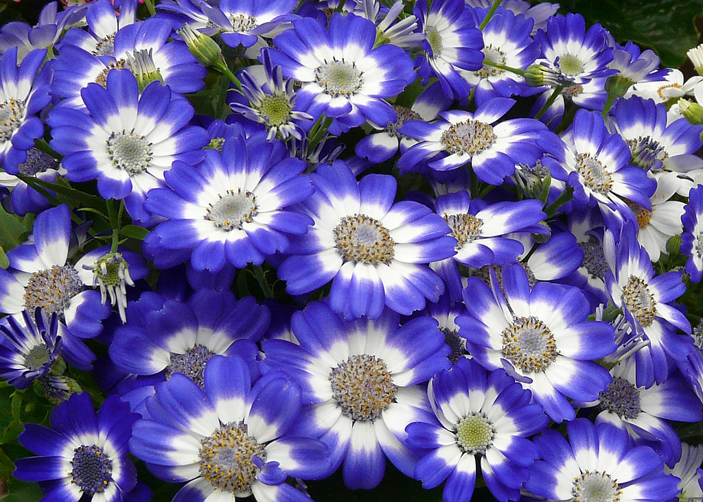 Перикаллис гибридный. Перикаллис гибридный синий. Цинерария. Цинерария Senetti Violet. Lots of blue